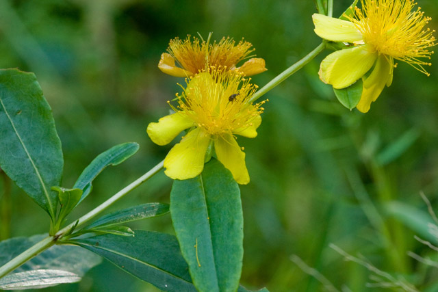 shrubby St. John's-wort