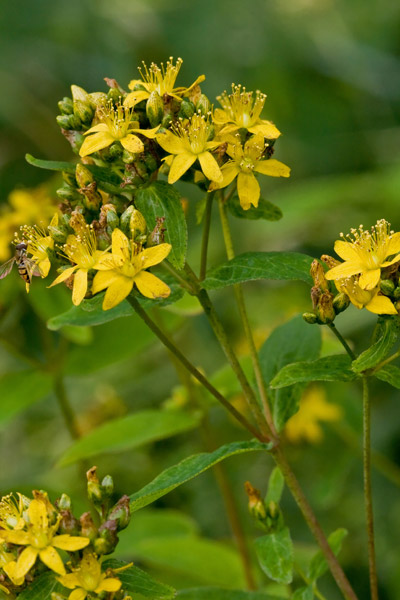 spotted St. John's-wort