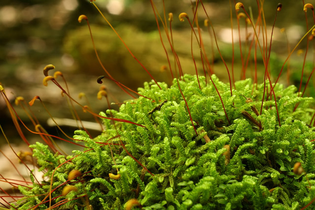 Hypnum curvifolium