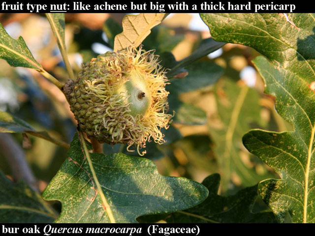 bur-oak fruit