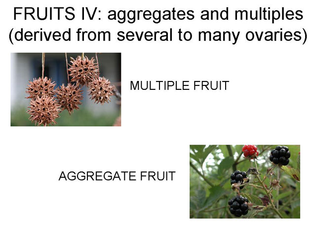 Aggregate and Multiple Fruits