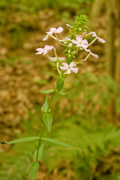 phlox maculata