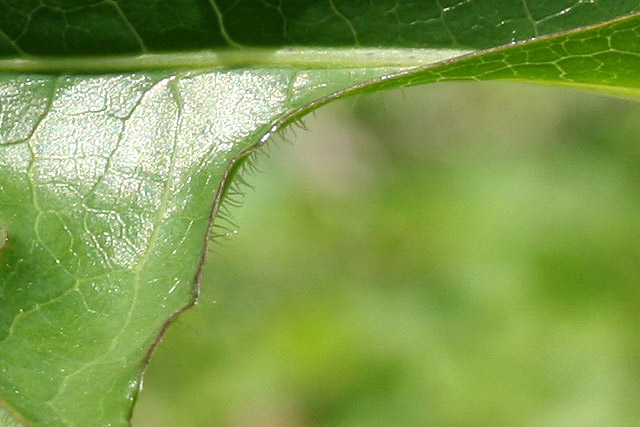 Lactuca leaf enlargement