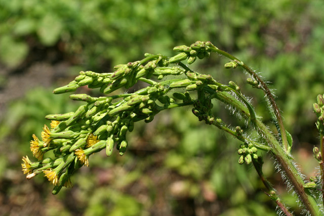 Lactuca inflorescence