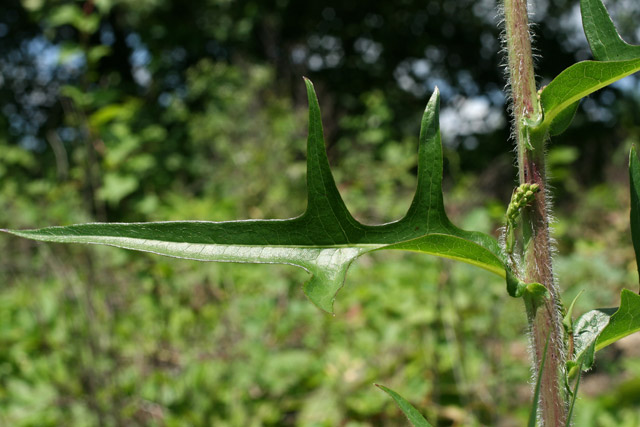 Lactuca leaf