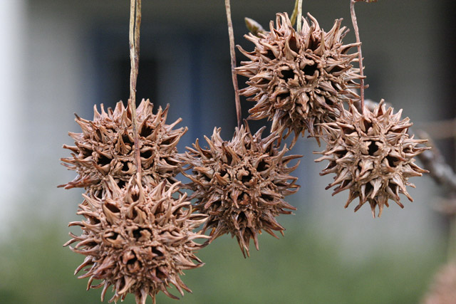 sweetgum fruits