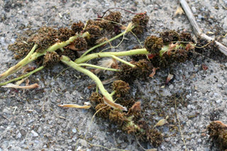 sweetgum stamens on sidewalk