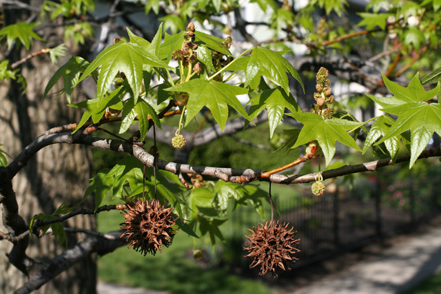 sweetgum