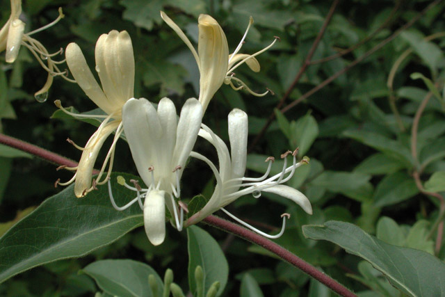 Japanese honeysuckle