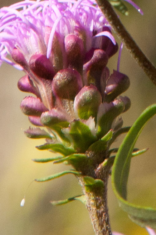 Liatris phyllary