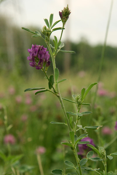 alfalfa