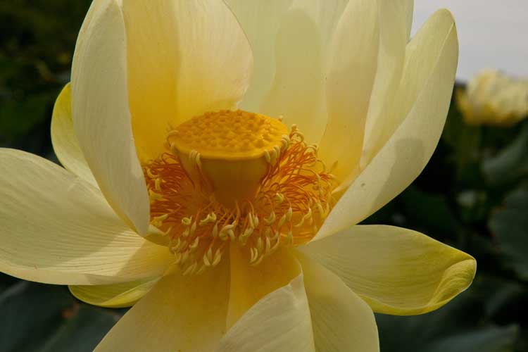 Nelumbo lutea flower