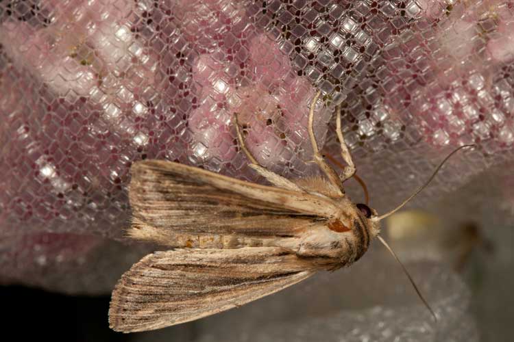 moth on netting