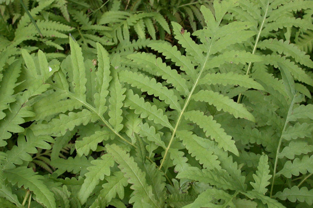 sensitive fern