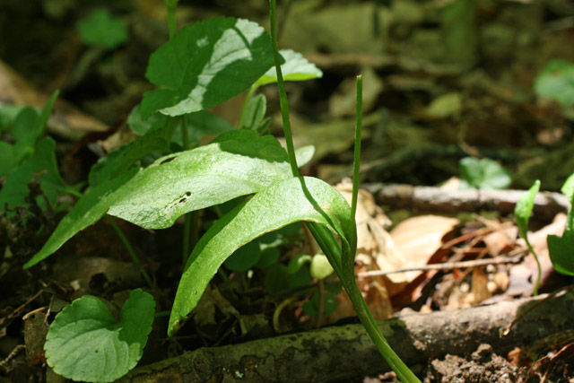 Ophioglossum vulgatum