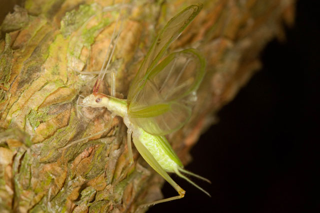 broad-winged tree cricket