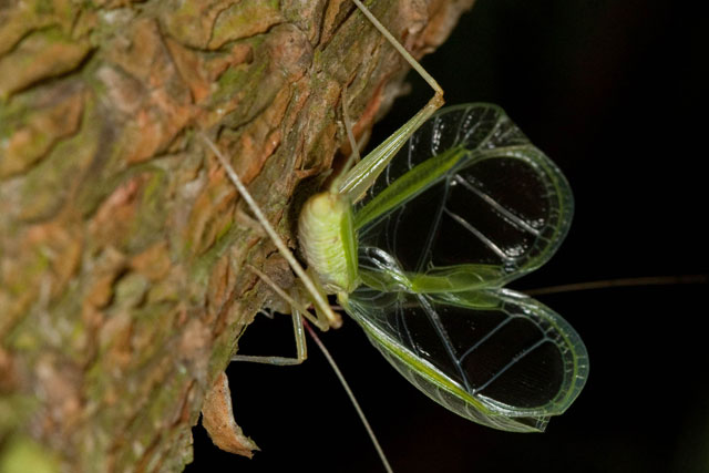 broad-winged tree cricket