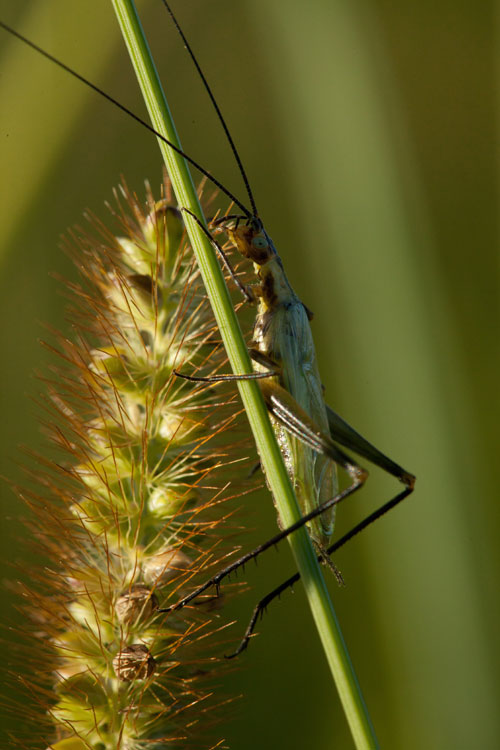 Oecanthus nigricornis