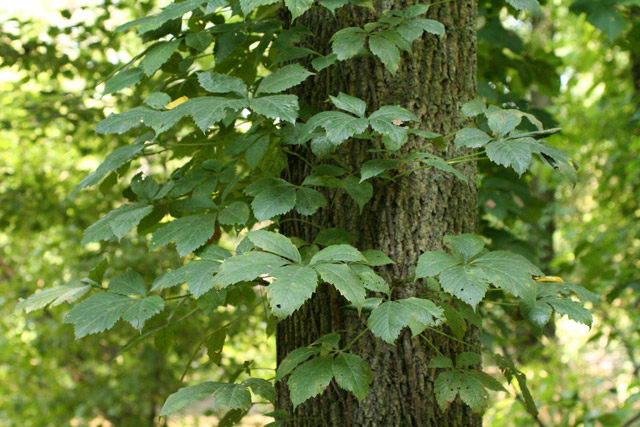 Virginia creeper