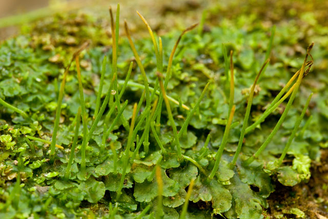 Phaeoceros laevis