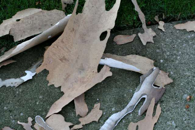 Trees That Shed Bark During Summer