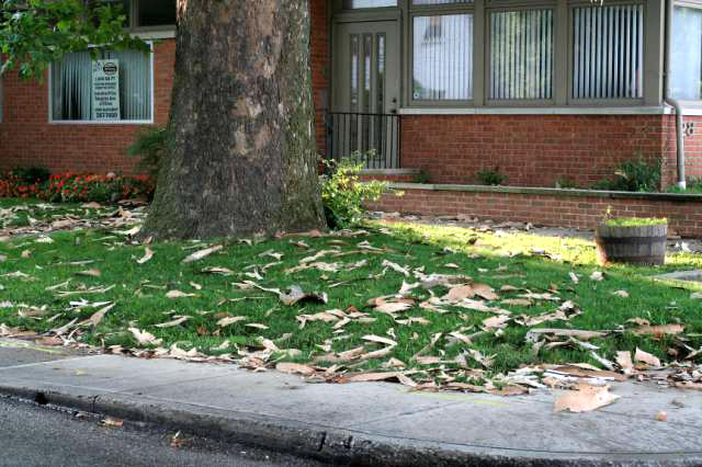 Siberian Elm Bark