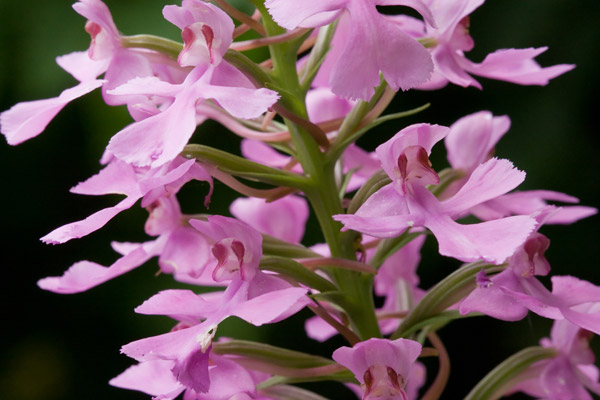 purple fringeless orchid