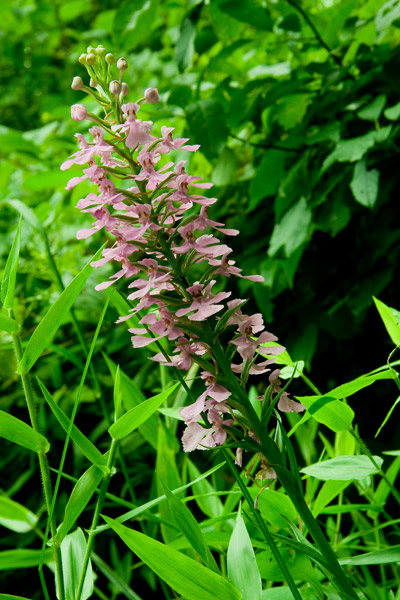 purple fringeless orchid