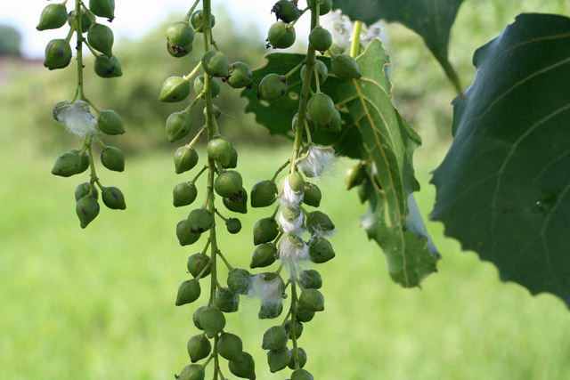 cottonwood fruits