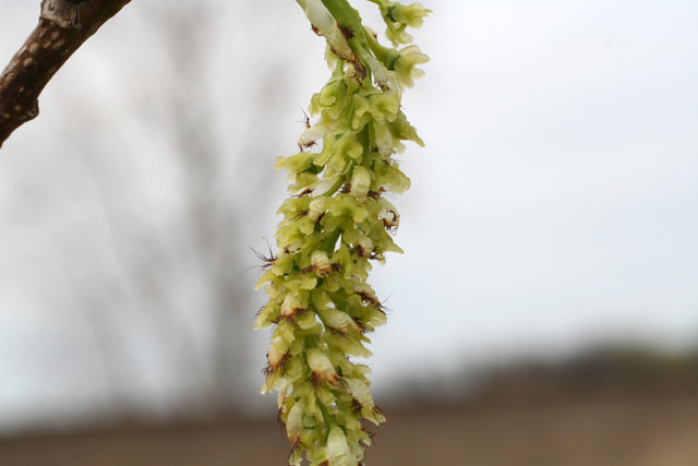 cottonwood pistillate catkin