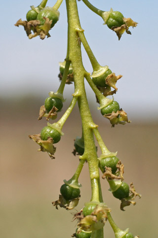 cottonwood pistillate catkin