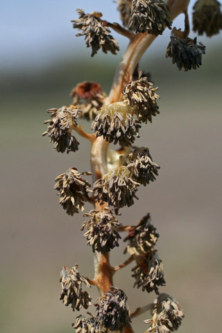 cottonwod staminate catkin