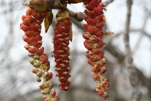 cottonwood male catkin