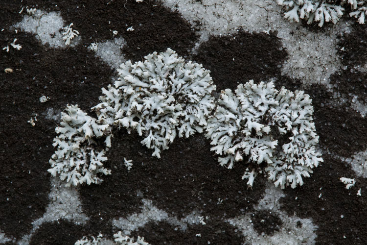 Physcia adscendens