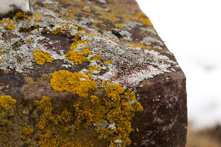 Physcia-phaea