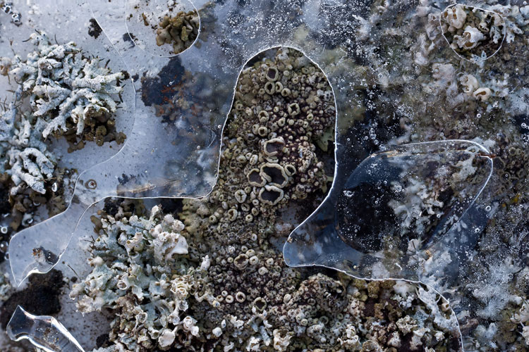 Physcia phaea