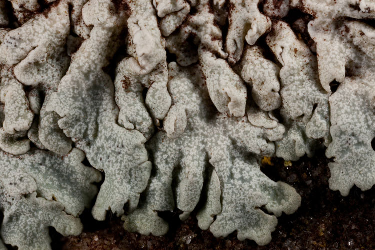 Physcia phaea