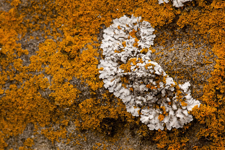 Physconia leucoleiptes