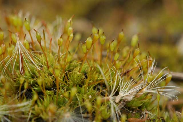 Pottia truncata