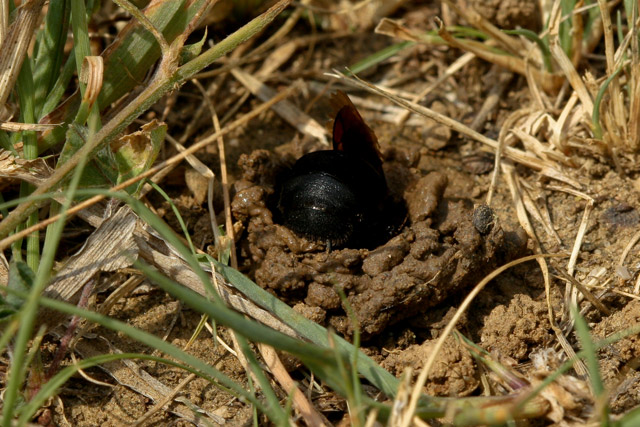 Ptilothrix begins burrow