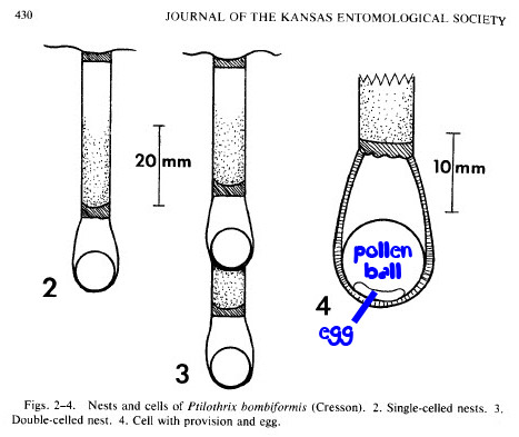 Ptilothrix burrow from Rust's 1980 article