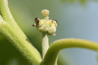 pistillate bur-oak 18may