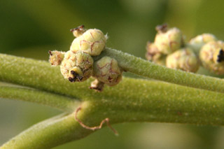 pistillate bur-oak 30may