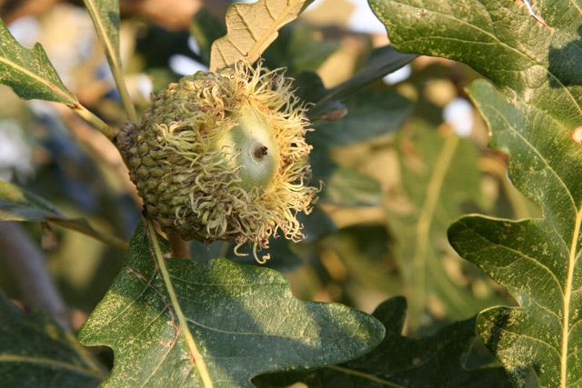 bur-oak acorn