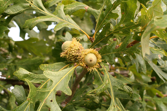 bur-oak leaes and fruit