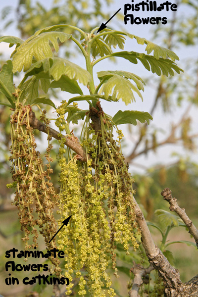 quercus macrocarpa flowers