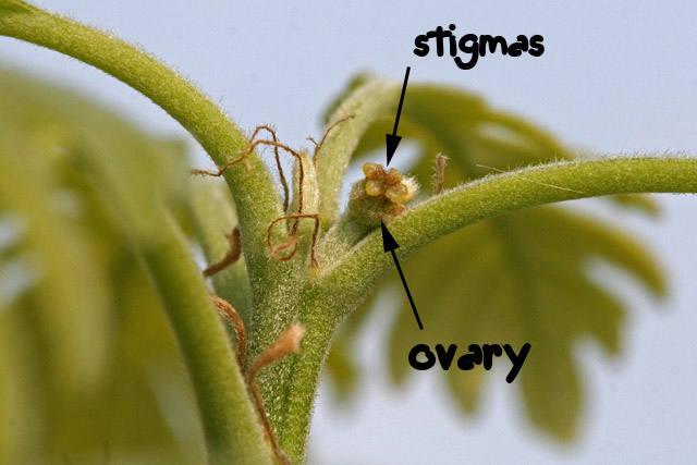 oak female flowers