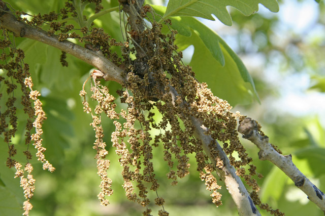 bur-oak staminate