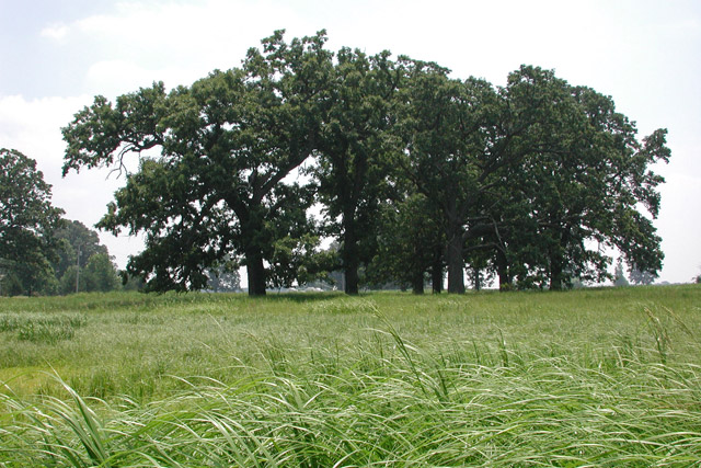 quercus macrocarpa flowers