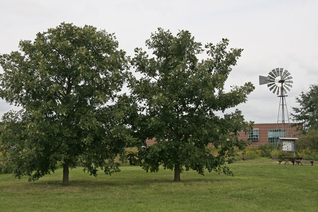 bur-oak at Marion